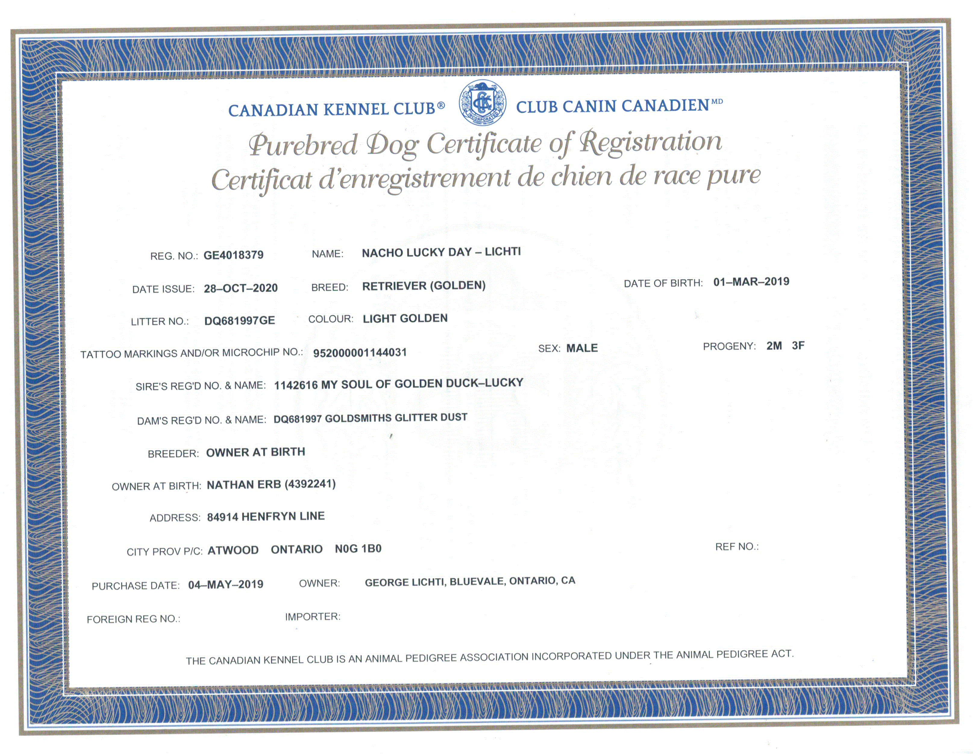 Canadian Kennel Club registration for dog owned  by Golden Country Tails kennel Alberta