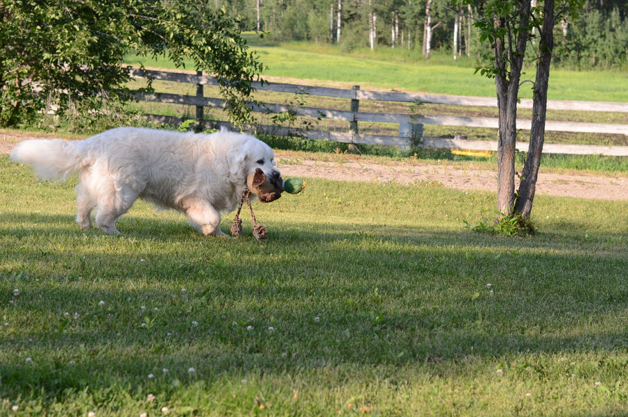 Pure bred English golden retriever male stud dog at Golden Country Tails kennel