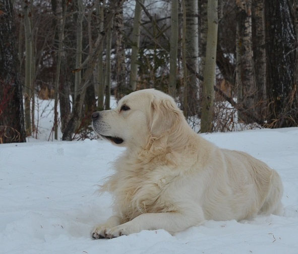 Pure bred English golden retriever male stud dog at Golden Country Tails kennel