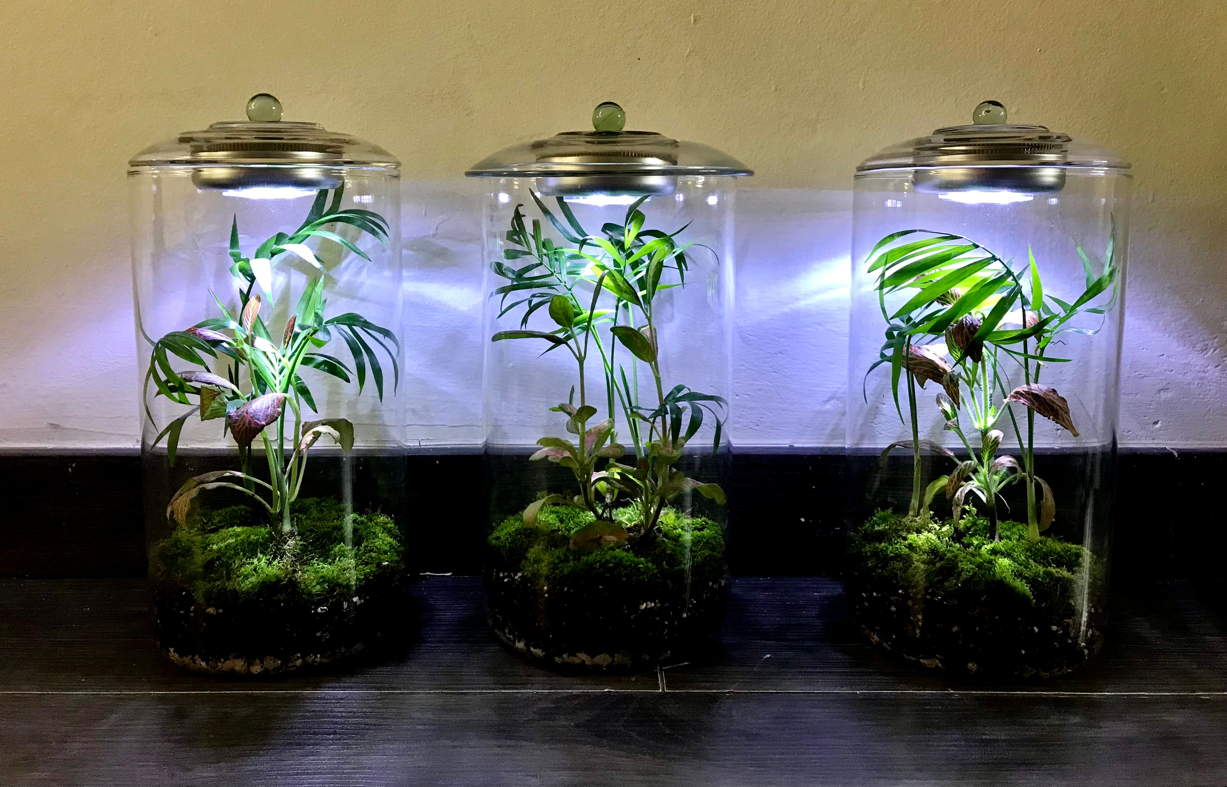 צילינדר זכוכית רחב מכסה זכוכית עם תאורה