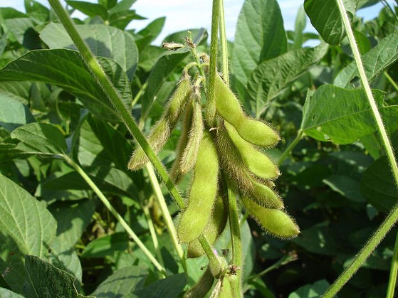 Edamame.jpg