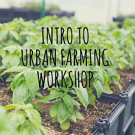 Intro to Urban Farming HK