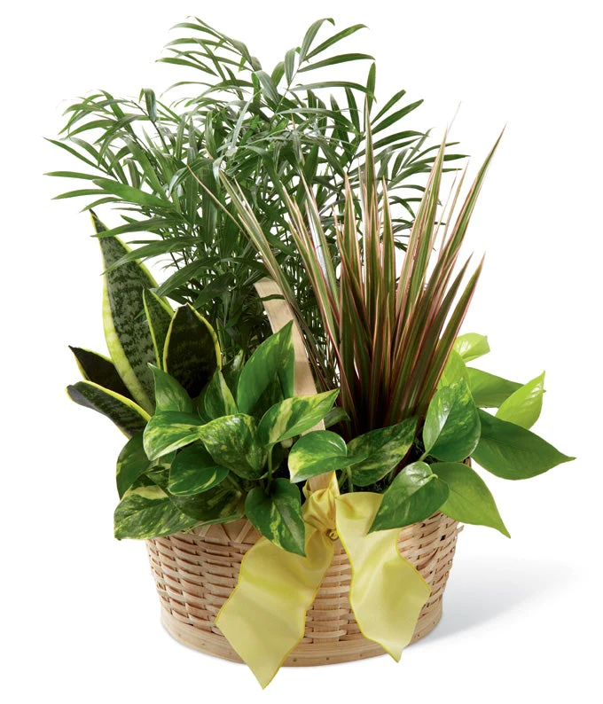 Mixed houseplant basket workshop, Saturday 20th January 2024, 2.30pm-4pm, £35pp
