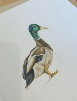 🦆 Ducks coloured pencil workshop 🦆 Wednesday 16th September 🦆 6-9pm 🦆£45pp