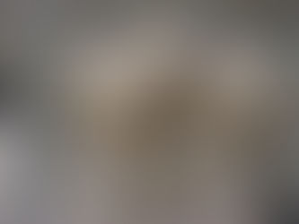 3 lambs in a dog crate