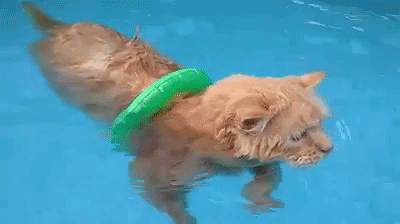 swimming-maine-coon-cat.gif