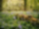 a small stream in a forest_edited.jpg