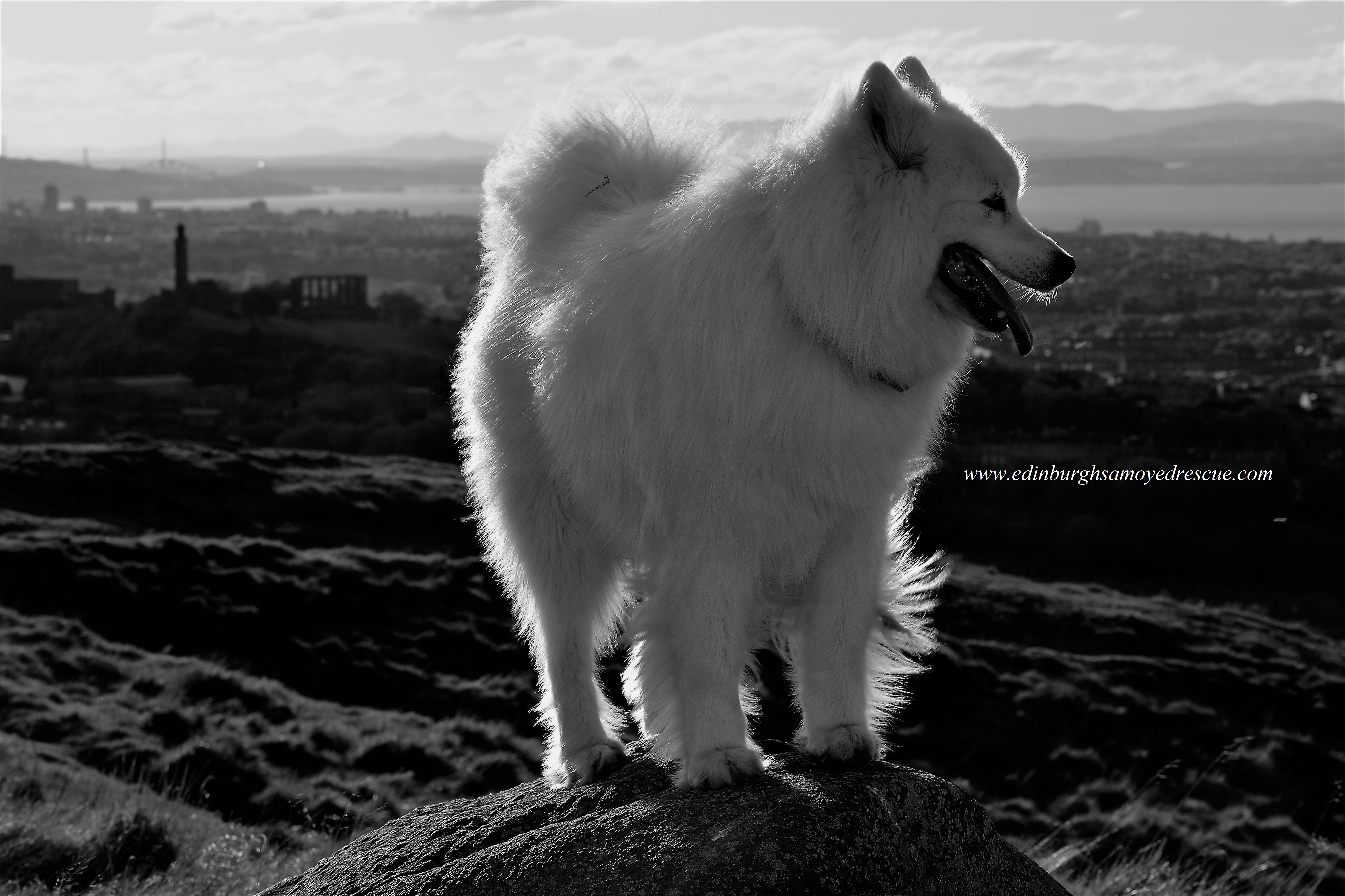 Edinburgh Samoyed Rescue