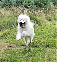 Image-1 (1).png