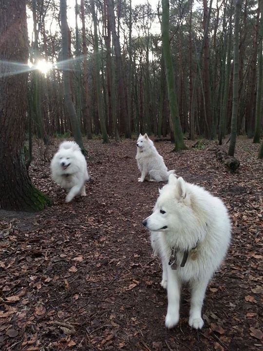 Edinburgh Samoyed Rescue