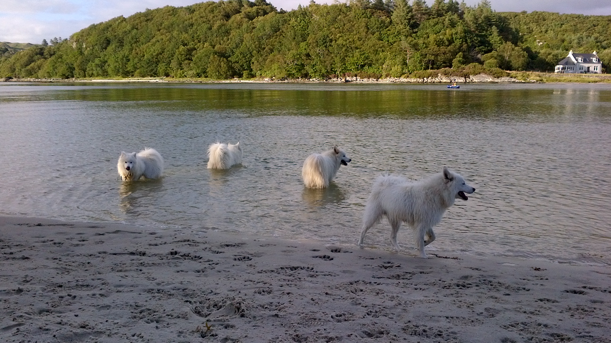 Edinburgh Samoyed Rescue