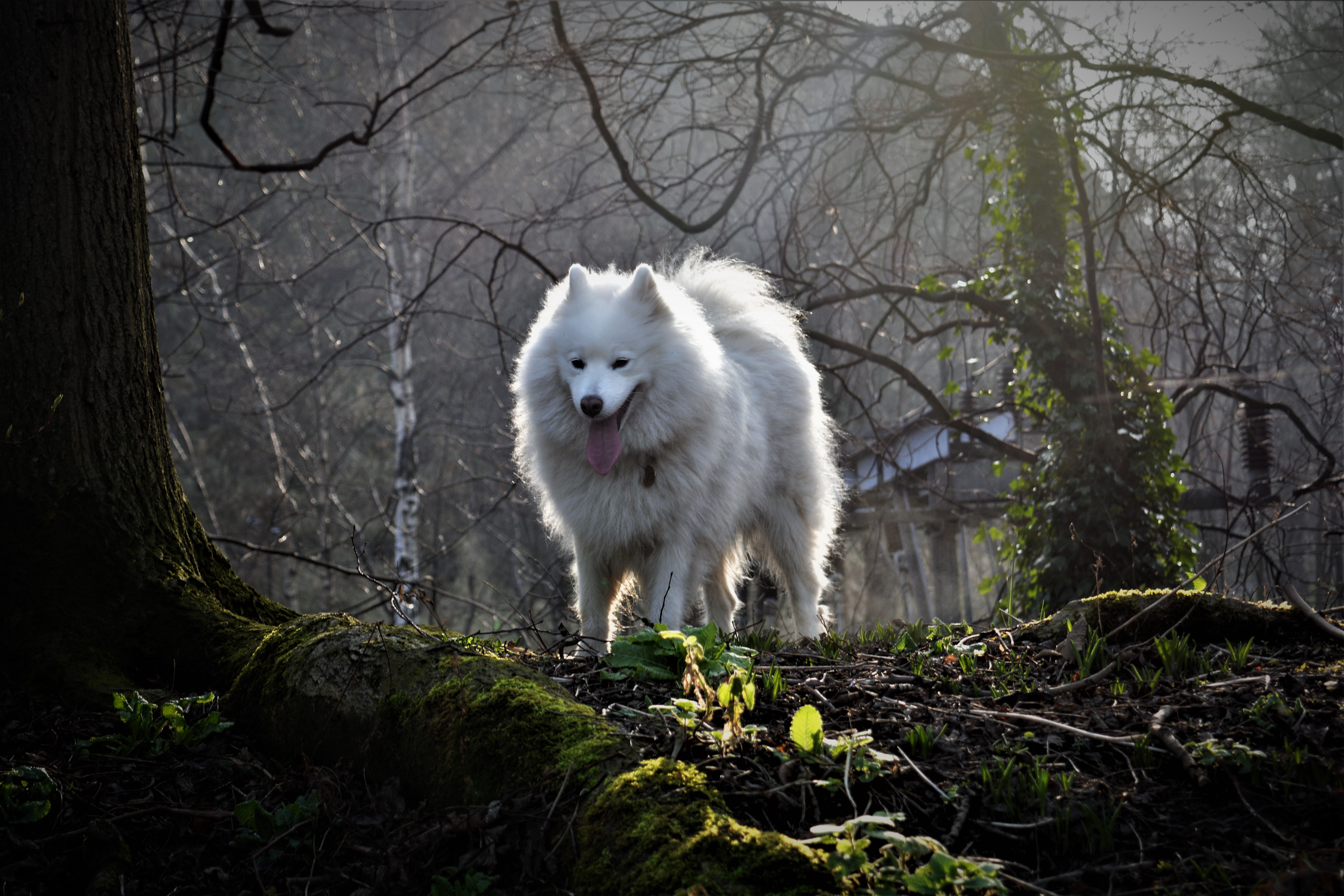 Edinburgh Samoyed Rescue