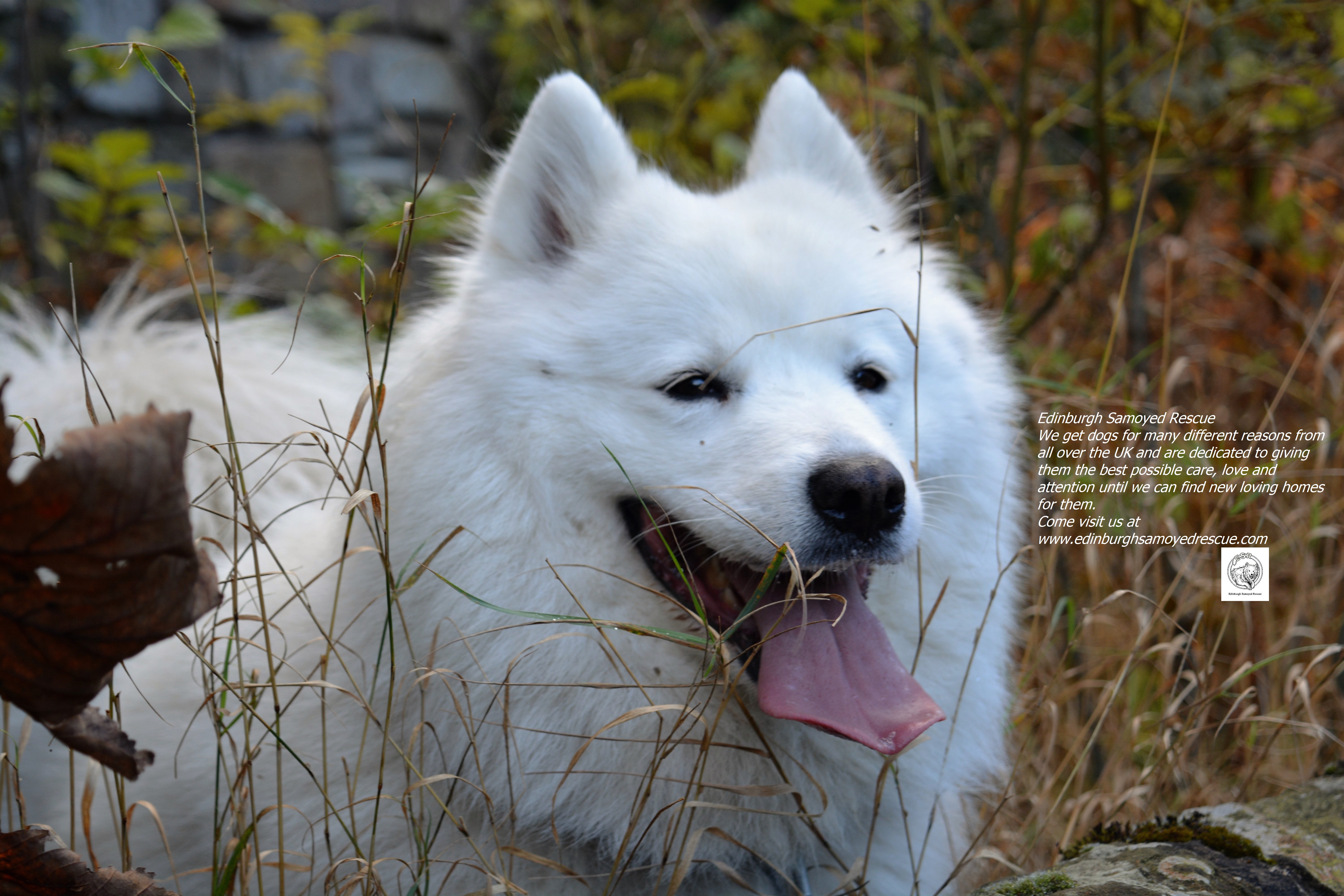 Edinburgh Samoyed Rescue