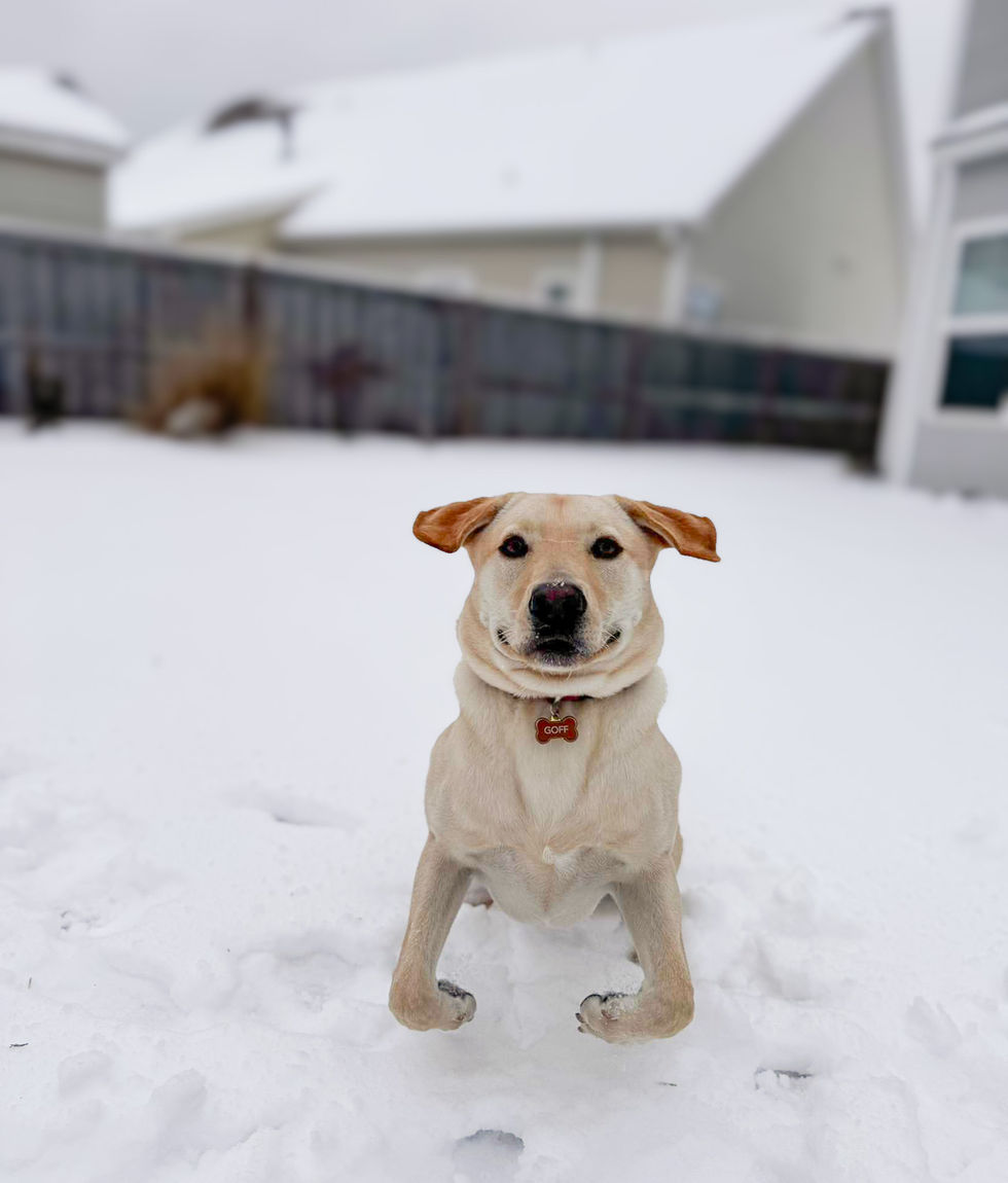 wilmington nc snow day dog photo