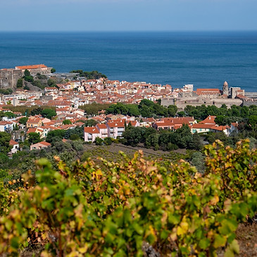 Amazing aerial view over Collioure AOC from Fort Saint Elme surrounded by vineyards on the Vermillon Coast, the southernmost part of the Rousillon wine region of France.