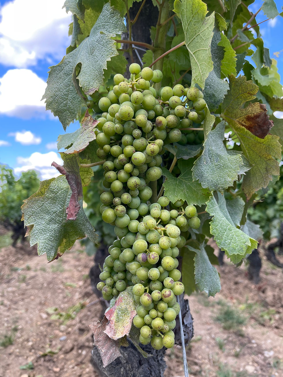 Green grapes basking in the sun, still ripening for their moment of glory.