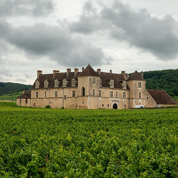 Panoramic view on green grand cru vineyards in Côte-d'Or Burgundy winemaking region, Bourgogne-Franche-Comté, France
