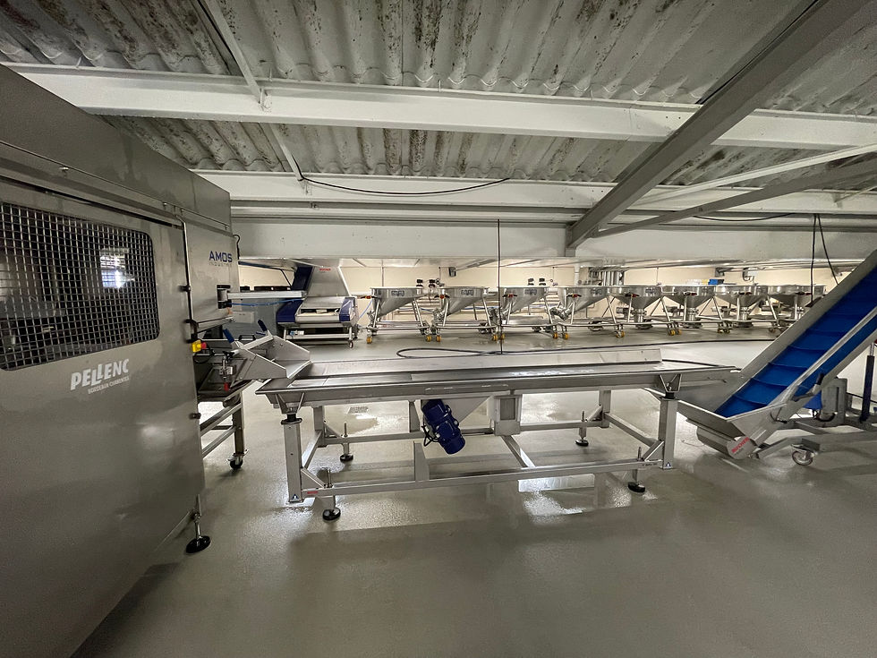 Second step: the sorting table where grapes are carefully inspected and sorted by hand.