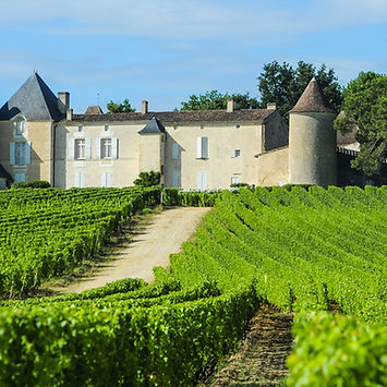 Scenic view of a vineyard in the Sauternes AOC, Bordeaux, France, with the iconic Chateau d'Yquem in the background. The Bordeaux wine region is famous for its luscious Sauternes wines, produced from grapes affected by noble rot, resulting in exquisite sweet and complex flavors