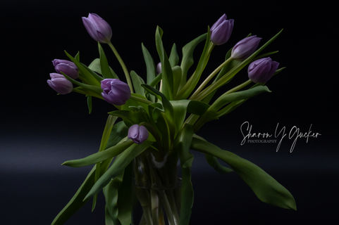 Tulips in Vase - Light purple tulips in a glass vase