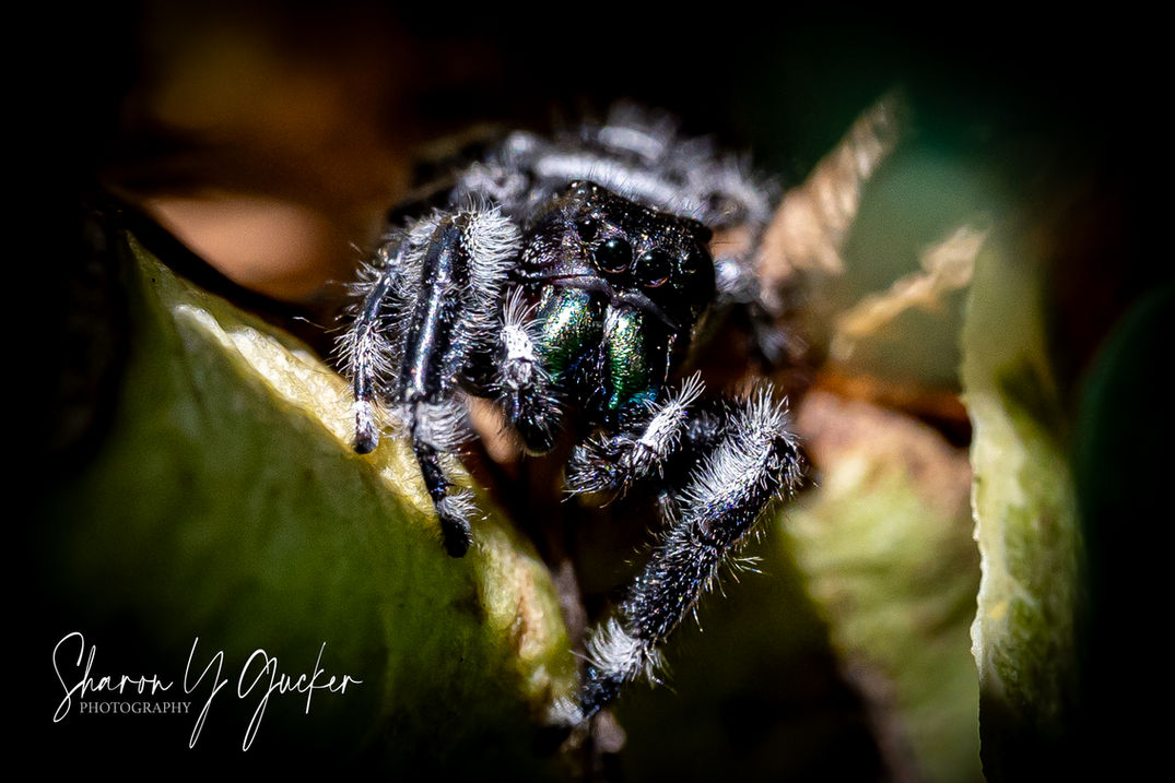 Head on image of a bold jumping spider tucked away among the leaves of a plant. Check out all those eyes and the hairs... isn't he cute in his own way?