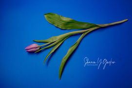 Single Tulip - Single tulip against a blue background.