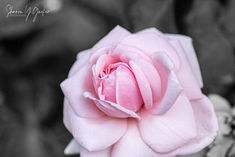Light Pink Rose - Single pale pink rose against a black and white background