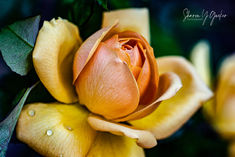 Dramatic Orange Rose - Macro - Dramatic orange rose with a few water droplets on the petals