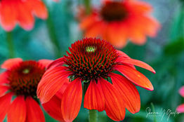 Burst of Red - Red coneflower in detail thanks to being captured with a macro lens. macro image shows the details and beauty of the flower.