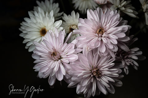 Out of the Shadows - Flowers - Light out of the darkness... pale pink flowers with light focused on the petals against a dark shadowy background.