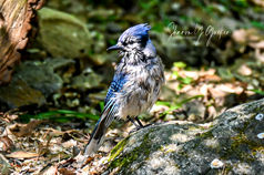 Drying Off - Blue Jay - Blue Jay drying off after a splash in the water.