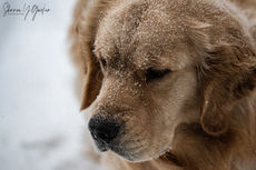 Snow Dog - Close up image of a Golden Retriever with snow on it's head.