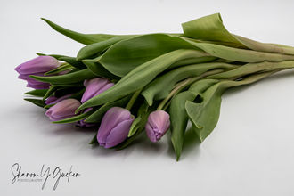Tulips on White - Purple tulips against a while background