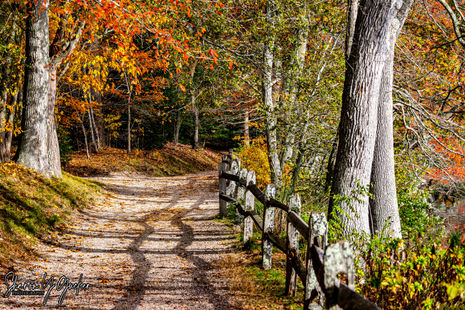 Peaceful Pathway - Path in the woods on a sunny Autumn day