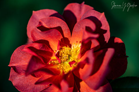 Red Rose Close Up - Close up of a red rose that is fully open with sunlight hitting the yellow center.