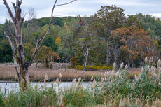 Fall Scene - Fall scene - cold Autumn day, along a water front with tall grasses, trees and Fall colors.