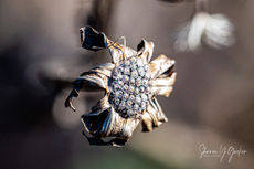 After the Seeds Disperse - What remains of the flower after all the seeds blow off in the wind