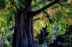 Fall Tree - Tree with the leaves just starting to turn colors in early Fall.