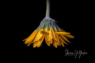 Hanging Flower - Yellow flower hanging downward against a dark background