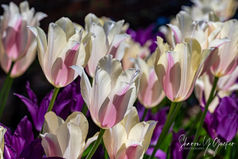 Pale Tulips - pale yellowish and pink Tulips