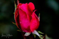 Red Rose Bud - Red rose blossom getting ready to unfurl. Droplets of water on the petals.