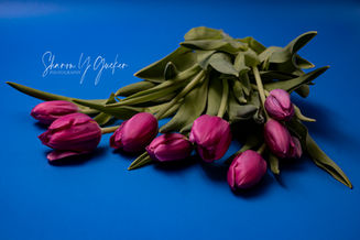 Pink  on Blue - Pink tulips on a blue background