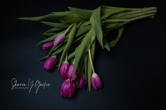 Hot Pink Tulips - Bright pink tulips clumped together against a black background.