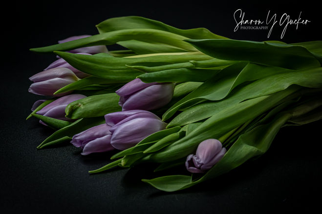 Purple on Black - Purple tulips on a black background