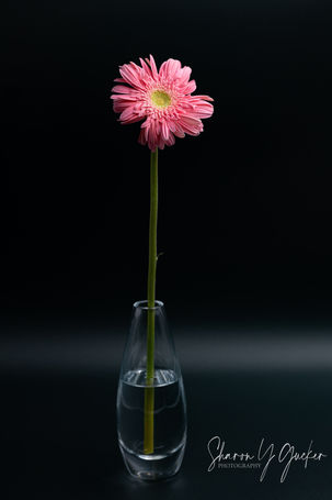 Gerber in Vase - Single pink Gerber daisy in a glass vase