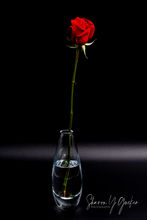 Red Rose in Vase - Red rose in a clear glass vase.