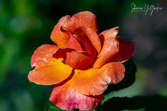 Orange and Red Rose - Small orangish-red rose in the sunlight