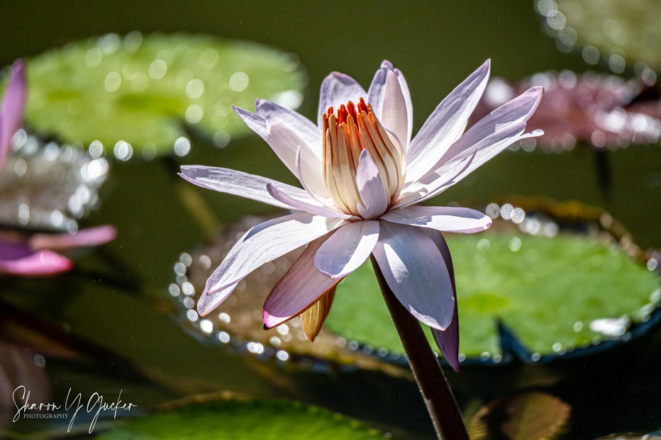 White and Orange Water Lily - White Water Lily with orange center and green Lily pads in the background on the surface of a pond on a sun filled Summer's day.