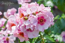 Cluster of Pink - Cluster of pink roses growing on a rose bush on a sunny summer's day