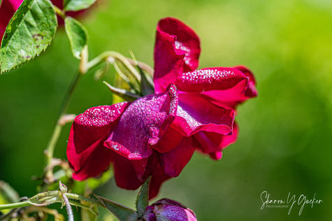 Dew Covered Rose - Dew glistening on a red rose in the morning sunlight.